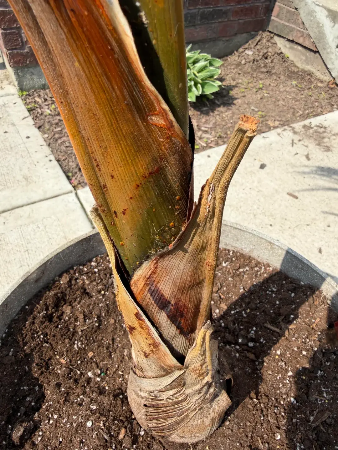 Plant diagnosis example